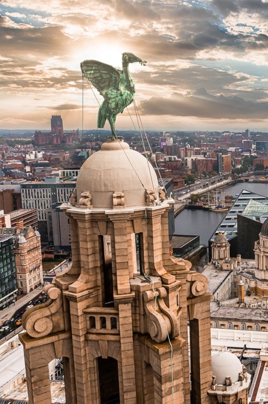 Liver building